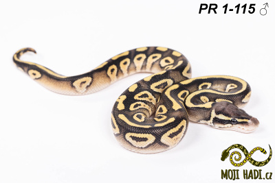 hadi na prodej, mládě, český chov hadů, odchov hadů, mojihadi.cz, Python regius, ballpython, krajta královská, Mojave Pastel, het Hypo